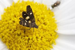 Petalanthes hexastera
