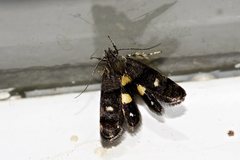 Petalanthes hexastera