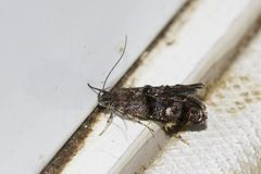 Petalanthes hexastera