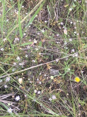 Chaetopappa bellidifolia