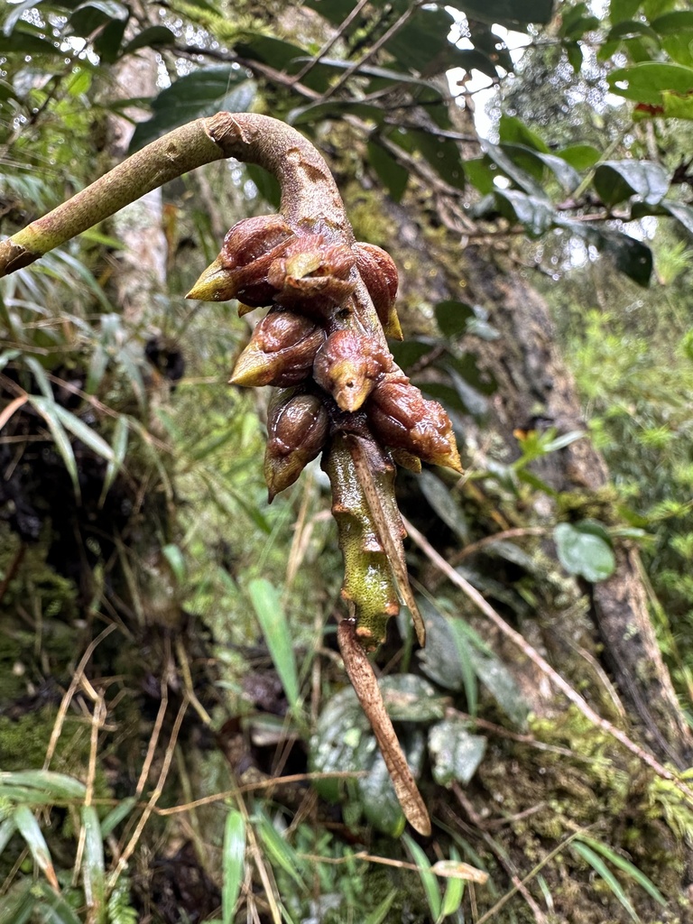 Bulbophyllum steyermarkii
