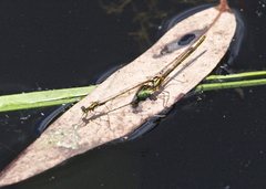 Austrocnemis splendida