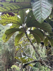 Meliosma bogotana, photograph (c) Nicolás Baresch Uribe, some rights reserved (CC BY)