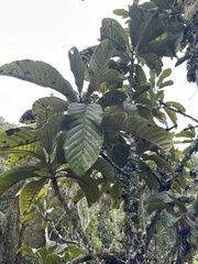 Meliosma bogotana, photograph (c) Nicolás Baresch Uribe, some rights reserved (CC BY)