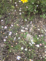 Chaetopappa bellidifolia