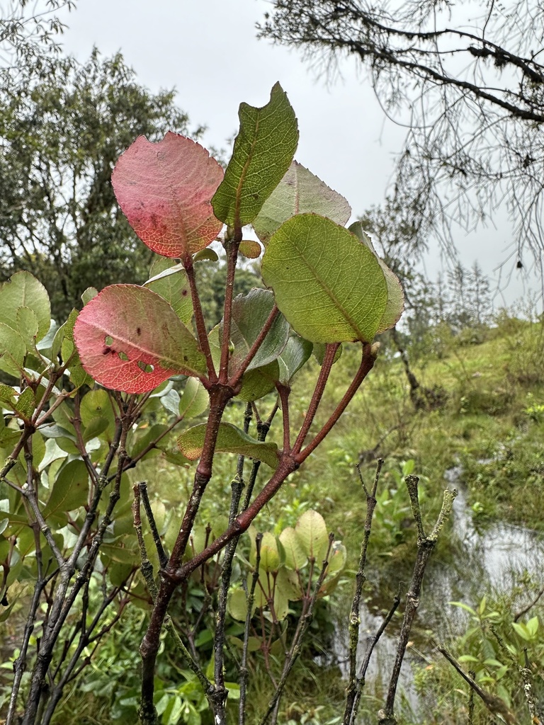 Weinmannia ovata