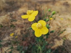 None (Dicranostigma)
