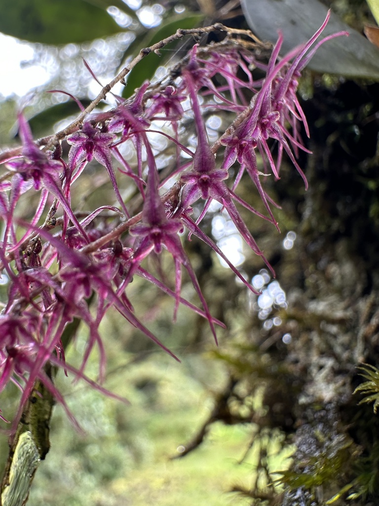 Lepanthopsis peniculus