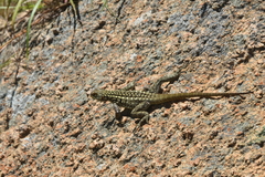 Oplurus quadrimaculatus
