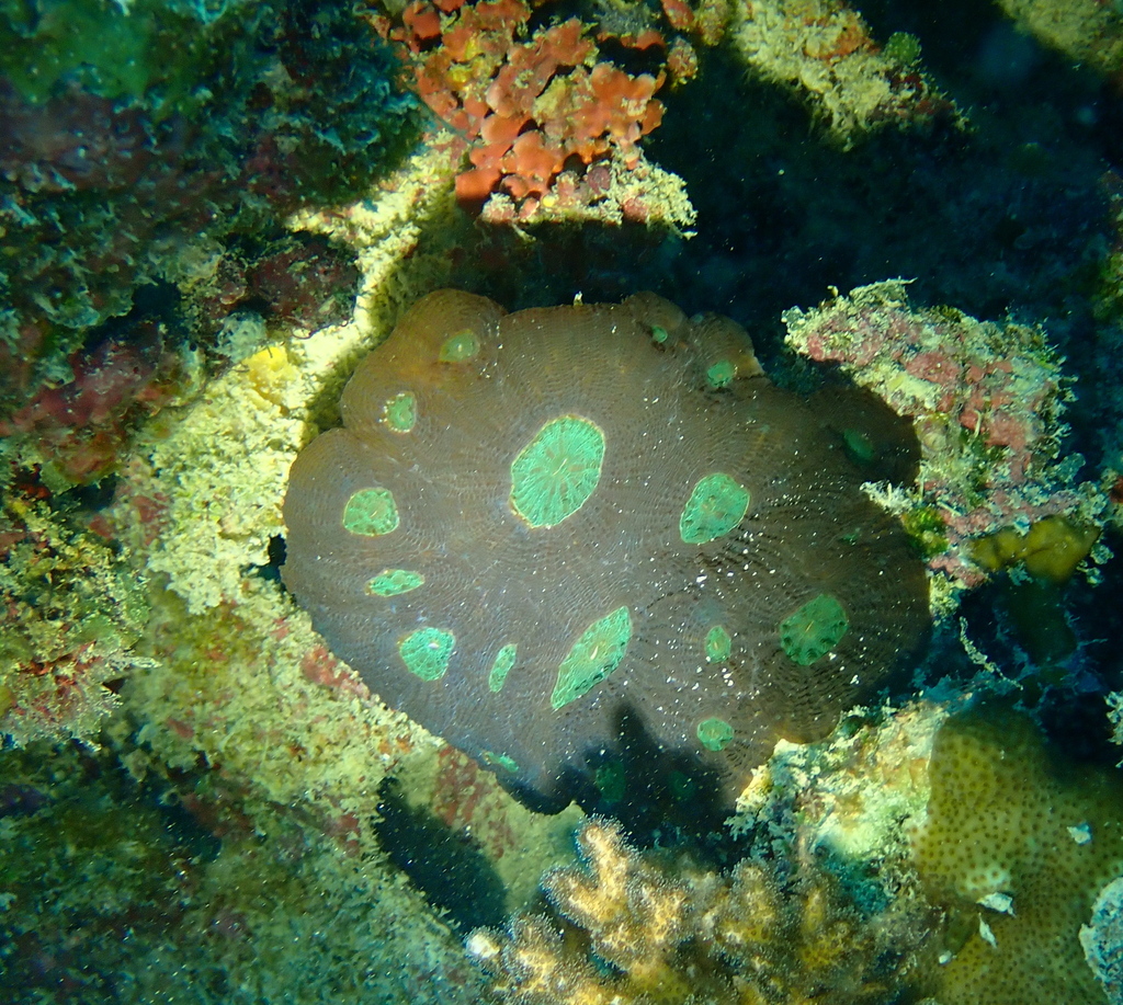 starry cup coral