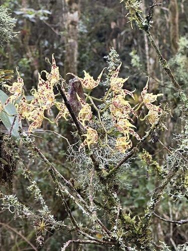 Oncidium gloriosum, photograph 3