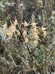 (c) Nicolás Baresch Uribe, some rights reserved (CC BY) Oncidium gloriosum, photograph (c) Nicolás Baresch Uribe, some rights reserved (CC BY)
