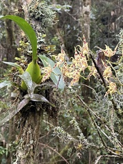 Oncidium gloriosum, photograph (c) Nicolás Baresch Uribe, some rights reserved (CC BY)