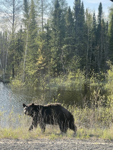 American Black Bear