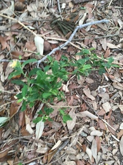 Solanum pseudocapsicum