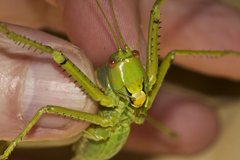 Terpandrus calperum