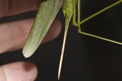 Terpandrus calperum