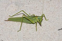 Terpandrus calperum