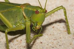 Terpandrus calperum