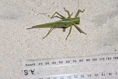 Terpandrus calperum