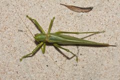 Terpandrus calperum