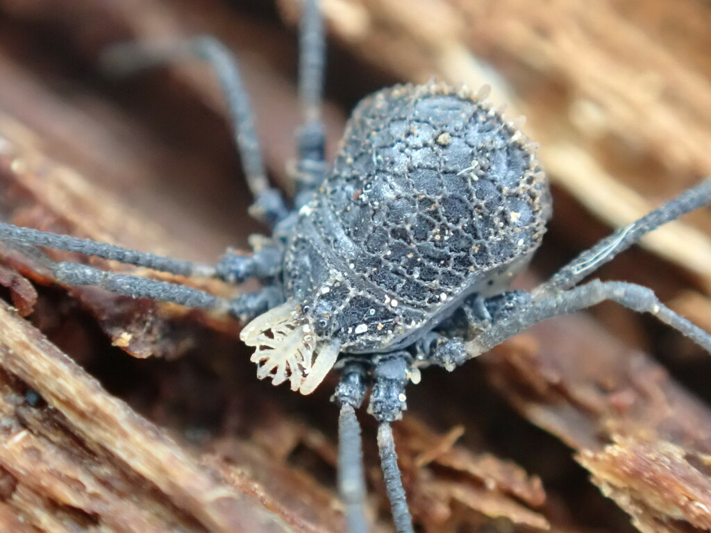 Dendrolasma mirabile
