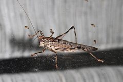 Nicsara