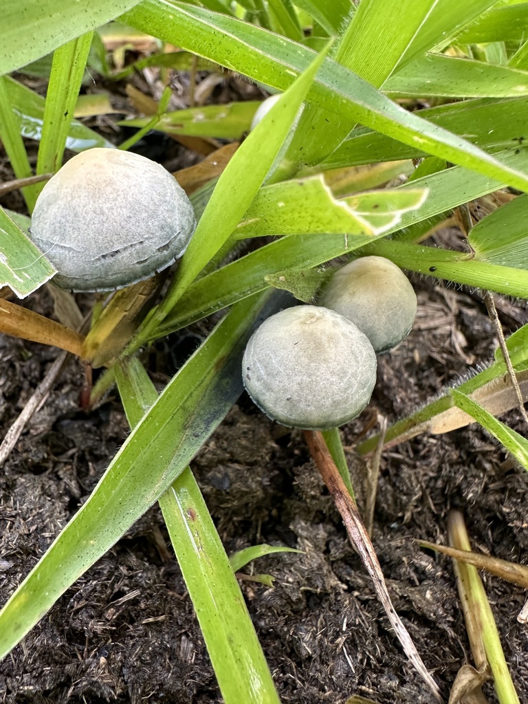 Panaeolus cyanescens · June 2024 · photo: © nbareschu (iNaturalist, cc-by)