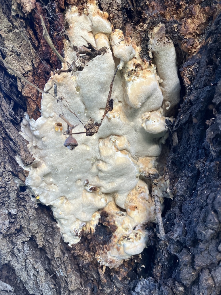 Macrohyporia