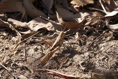 Austracris basalis