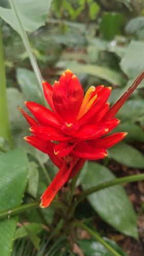 Foto de Bananeira-vermelha