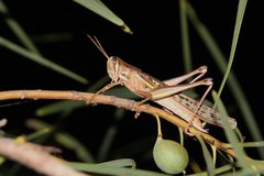 Austracris guttulosa