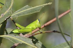 Austracris guttulosa