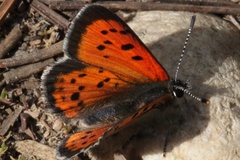 Lycaena cupreus