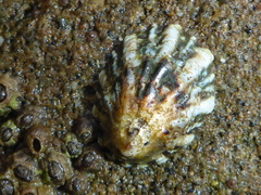 Lottia scabra