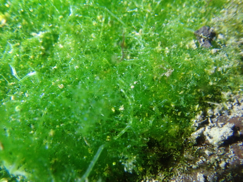 Boodlea composita observed 2024-06-15