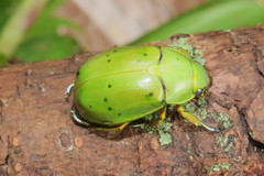 Chrysina karschi