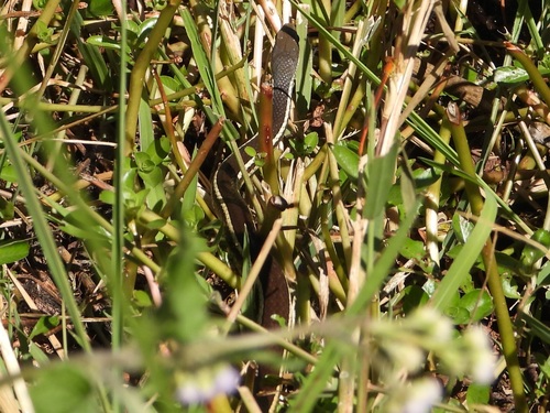 Lateral Water Snake
