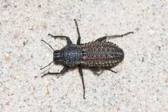 Sclerorinus