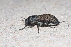Sclerorinus