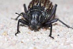 Sclerorinus