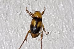 Phyllotocus bimaculatus