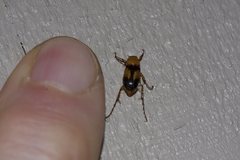 Phyllotocus bimaculatus