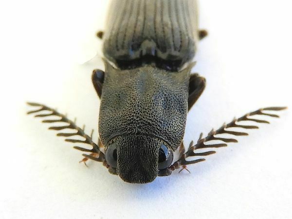 Bipectinate Click Beetle