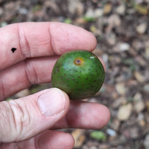 Image of Ficus watkinsiana by (c) Greg Tasney, some rights reserved (CC BY-SA)