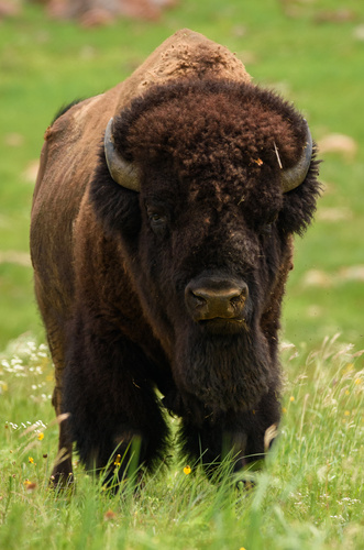 Plains Bison photographed in Oklahoma