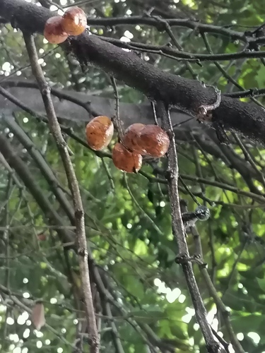 Spondias mombin - Whole tree