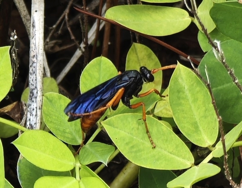 Hemipepsis fervida