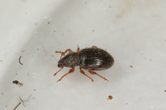 Barypeithes pellucidus