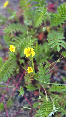 common silverweed